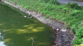 Niski poziom wody w parkowym stawie