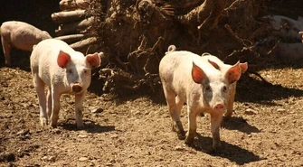 Wirus ASF postępuje. Co z powiatem piotrkowskim?