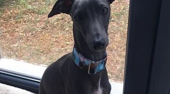 Zaginął pies. Właściciele proszą o pomoc