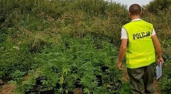 Policjanci namierzyli prawie 50 krzaków marihuany