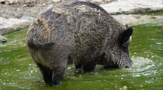 Do dzików będą strzelać dłużej