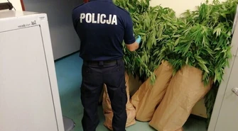 Zlikwidowali plantację marihuany