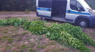 Zatrzymani za uprawę konopi indyjskich