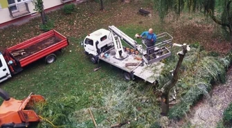 Lokatorzy mówią NIE wycince drzew