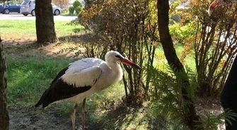 Ranny bocian spaceruje po terenie hotelu