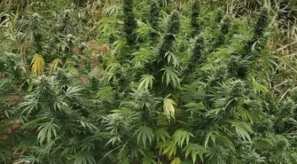 Zlikwidowano kolejne uprawy marihuany w naszym regionie