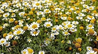 Moc ziół świętej Hildegardy