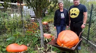 Dynie olbrzymy z gminy Wola Krzysztoporska