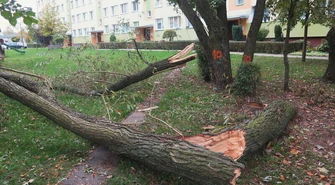 Kolejne protesty w związku z wycinką drzew w Piotrkowie Trybunalskim