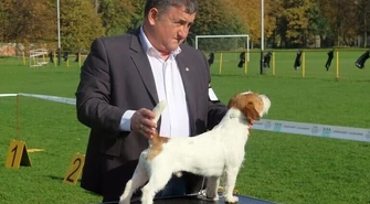 Wystawa psów myśliwskich w Piotrkowie