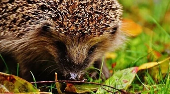 Nie musisz? Nie zagrabiaj. Jeże się odwdzięczą