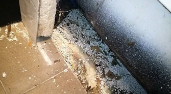 Szczury "zjadają" mieszkanie piotrkowianina. Kto za to odpowie?