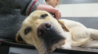 Labradorka Sahara oddała prawie pół litra krwi. Sobotnia akcja w klinice weterynaryjnej