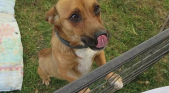 Przed świętami pamiętajmy o zwierzętach