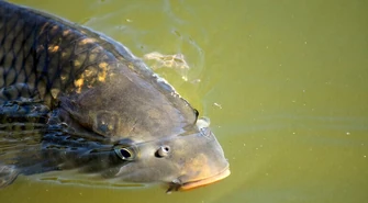 Niehumanitarna sprzedaż karpi w jednym z piotrkowskich hipermarketów? Odpowiedź biura prasowego