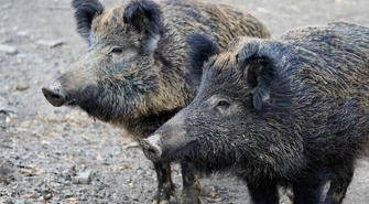 Kolejny sanitarny odstrzał dzików