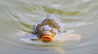 Za niehumanitarne traktowanie zwierząt też grożą kary