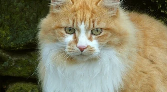 W piotrkowskim schronisku koty czekają na adopcje