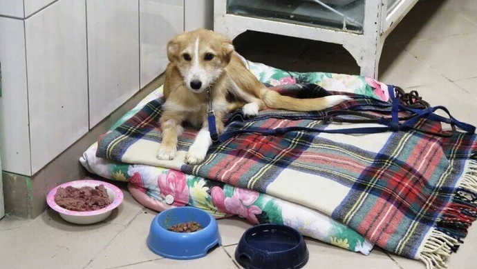 Tegorocznego sylwestra odczuły przede wszystkim zwierzęta