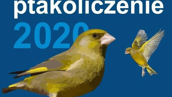Zimowe ptakoliczenie 2020. Weź udział w wycieczce terenowej