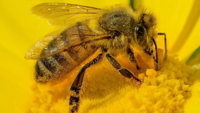 Zawiązało się Wolborskie Stowarzyszenie Pszczelarzy