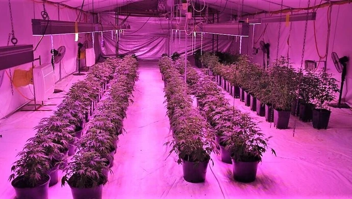 Policjanci zlikwidowali plantację marihuany