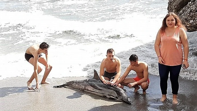 Piotrkowianie uratowali delfina