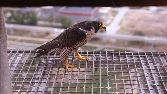 Sokoły wędrowne z elektrowni Bełchatów mają nowy dom