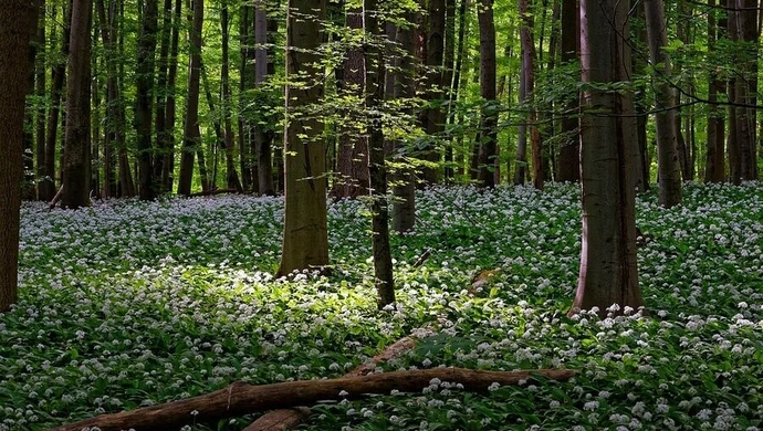 Do Wielkanocy zakaz wstępu do lasów