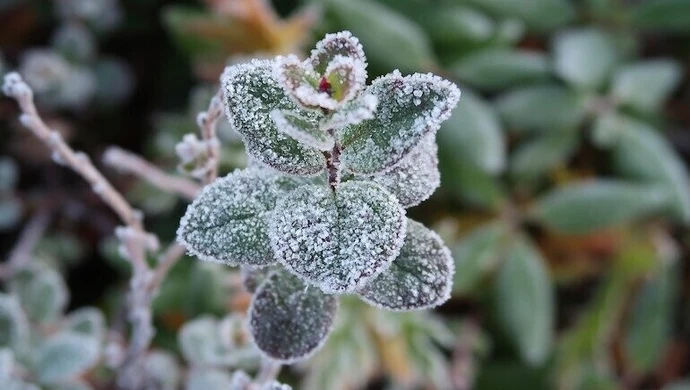 IMGW ostrzega przed przymrozkami