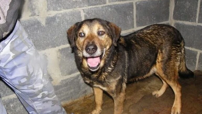 Gmina Czarnocin: Nie kupuj! Adoptuj!