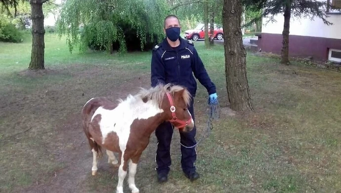 Policjanci szukali właściciela kucyka