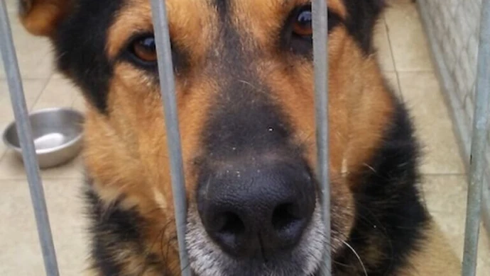 Pieski z Wolborza do adopcji