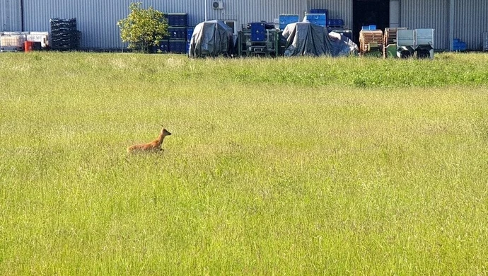 Dzikie zwierzęta w centrum Piotrkowa