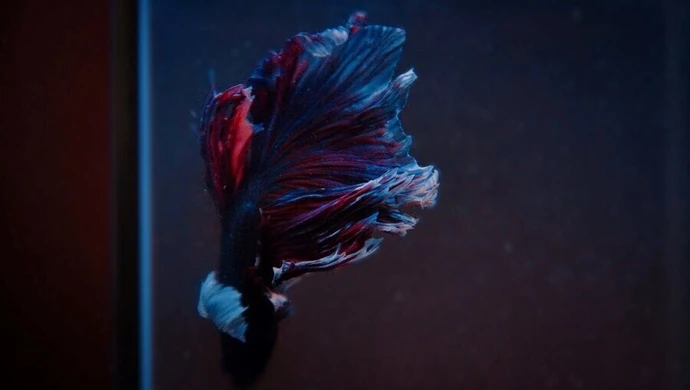 Oświetlenie LED w akwarium