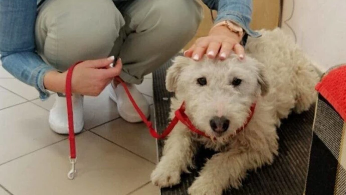 Szczęśliwy finał poszukiwań Bajki. Suczkę przygarnęła pracownica piotrkowskiej komendy