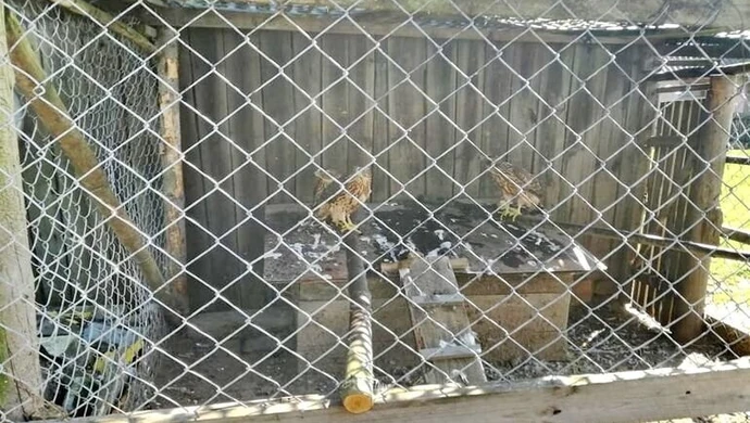 Przetrzymywał jastrzębie w klatkach