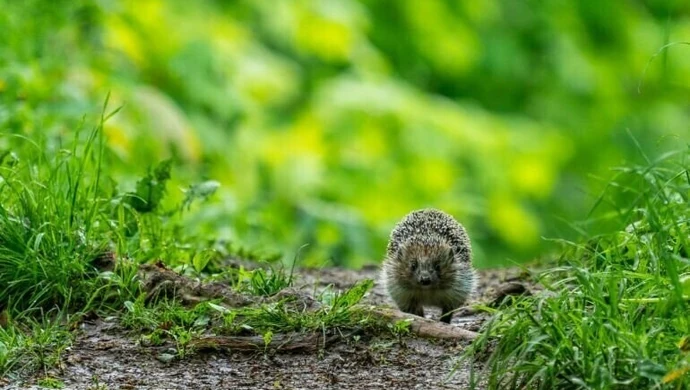 To, co złe dla ekosystemu, jest dobre dla pandemii