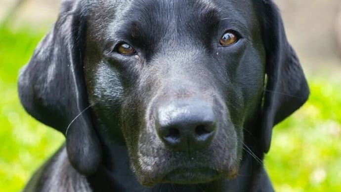 Naukowcy mówią, ile ludzkich lat ma pies