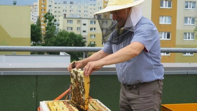 Miodobranie na dachu piotrkowskiej galerii