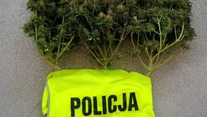 Piotrkowianin miał w domu 136 gramów marihuany i grzyby halucynogenne