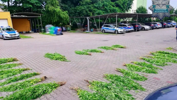 400 krzaków konopi w rękach tomaszowskich policjantów