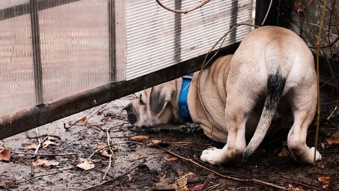Będą kary za nieupilnowanie czworonogów