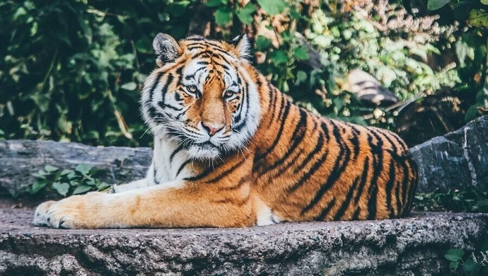 Moszczenicki GOKiS zaprasza na wycieczkę do ZOO