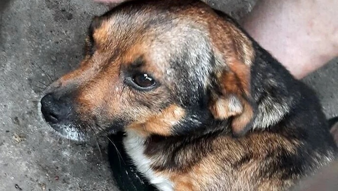 Kto strzelał do psów w powiecie tomaszowskim?