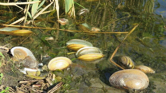 Śnięte małże w Bugaju