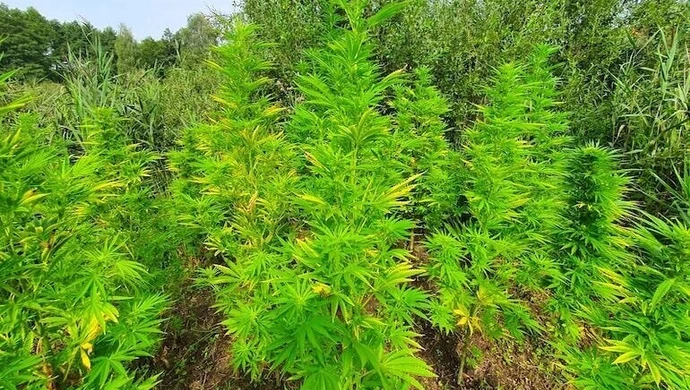 Plantacja konopi zlikwidowana przez policjantów