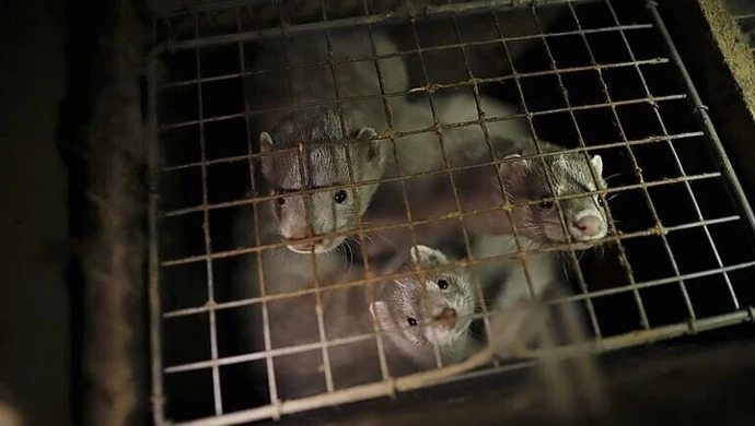 Koniec z barbarzyństwem wobec zwierząt futerkowych?