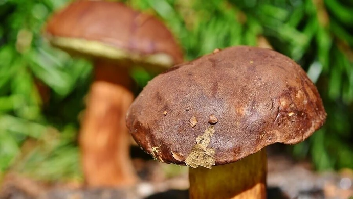 8 sposobów na udane grzybobranie