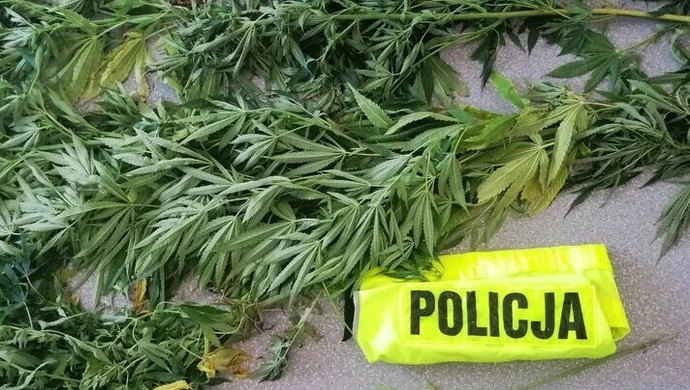 Policjanci zlikwidowali plantację marihuany